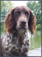 German Spaniel dog face