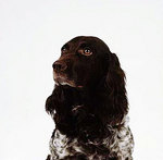 German Spaniel dog portrait