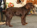 German Spaniel dog side view