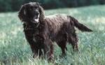 German Spaniel on the grass