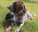 German Spaniel with puppy