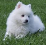 German Spitz dog