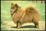 German Spitz dog side view