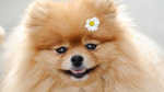 German Spitz with flower