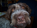 German Wirehaired Pointer dog face