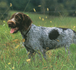 German Wirehaired Pointer dog in the field