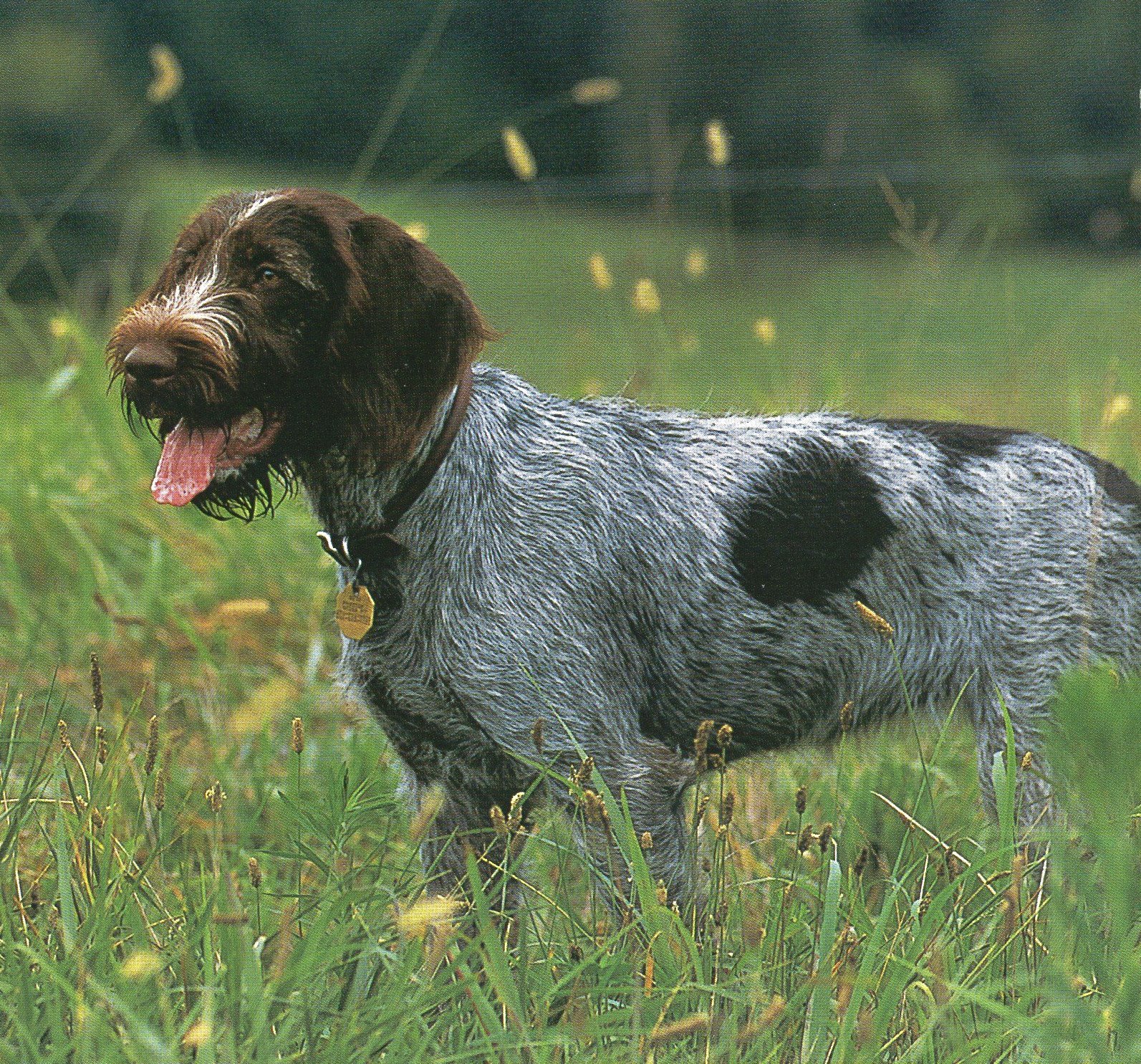 German Wirehaired Pointer Dog In The Field Photo And Wallpaper
