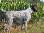 German Wirehaired Pointer dog side view