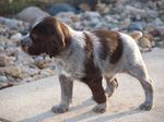 German Wirehaired Pointer