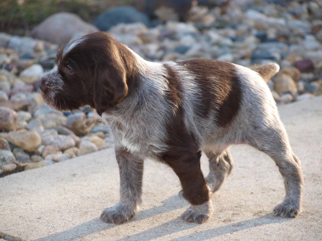 German Wirehaired Pointer wallpaper