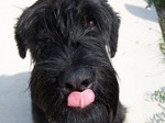 Giant Schnauzer dog face