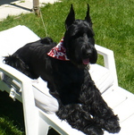 Giant Schnauzer dog on a chaise-longue