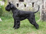 Giant Schnauzer dog side view