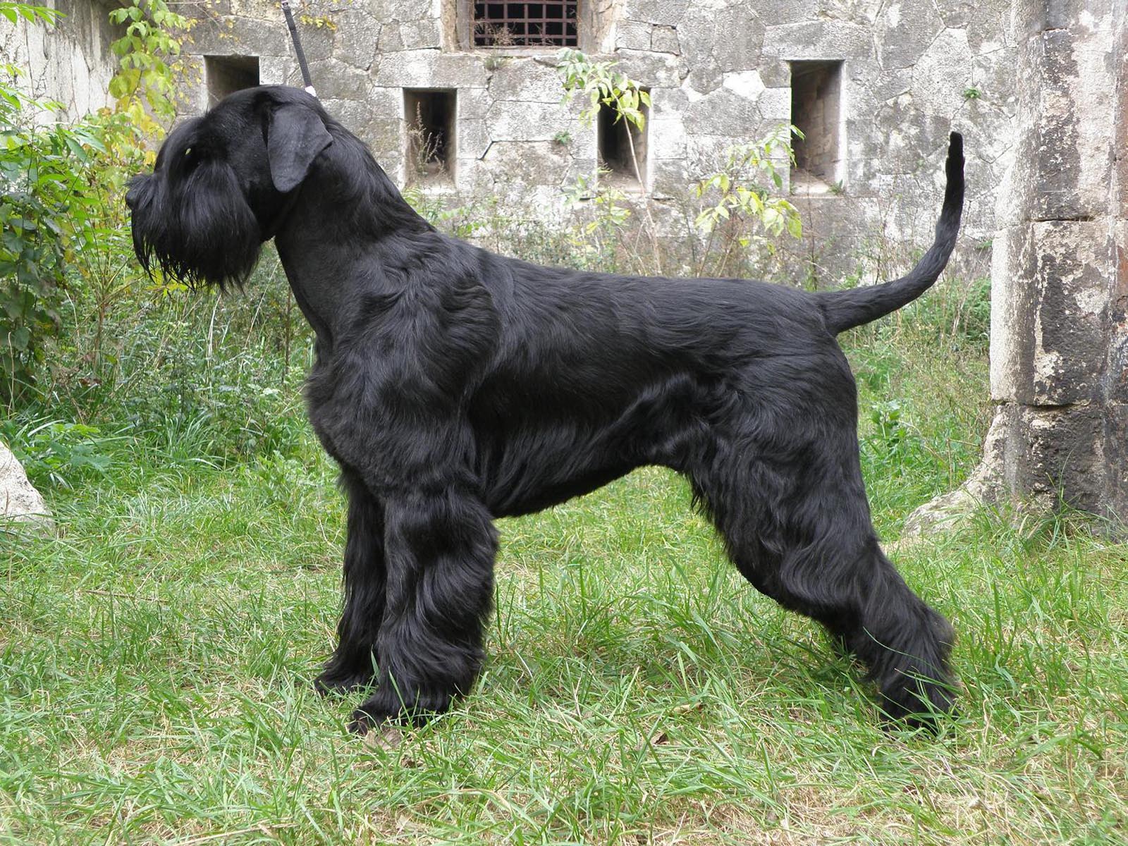 Giant Schnauzer Puppies for Sale