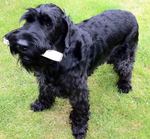 Giant Schnauzer dog with a stick