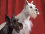 Giant Schnauzer dogs portrait