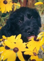 Giant Schnauzer in flowers