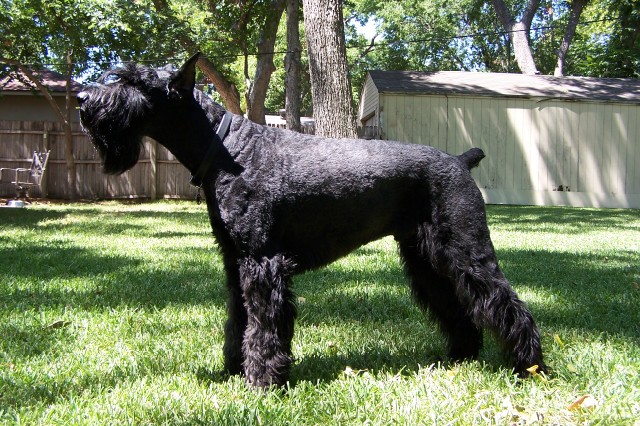 Giant Schnauzer wallpaper