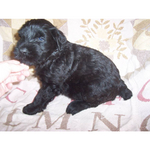 Giant Schnauzer puppy