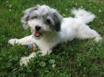 Glad Havanese dog 