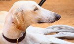 Glad Mudhol Hound dog