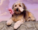 Glen of Imaal Terrier dog with flower