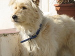 Gold Basque Shepherd Dog