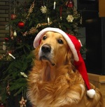 Golden Retriever at the Christmas tree