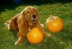 Golden Retriever dog and pumpkins