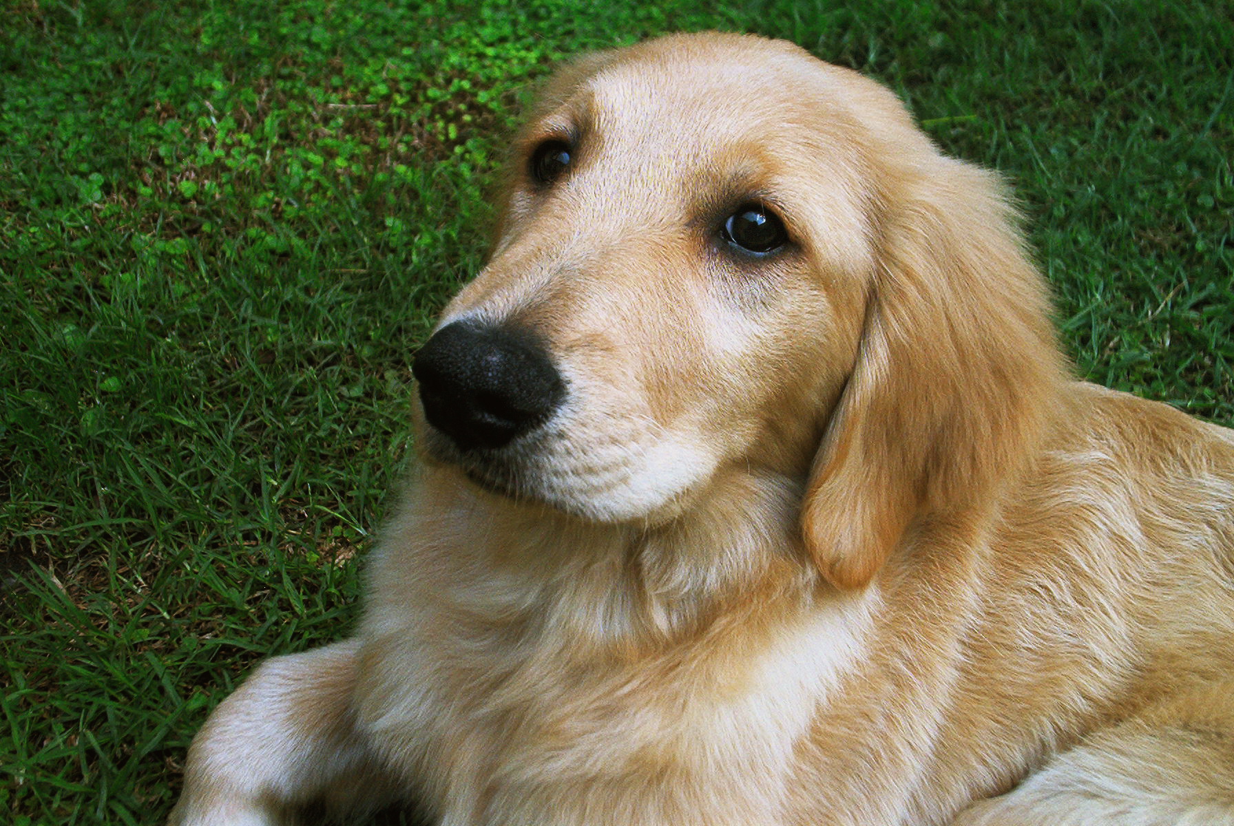 Golden Retriever dog face wallpaper