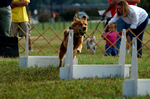 Golden Retriever dog in competition