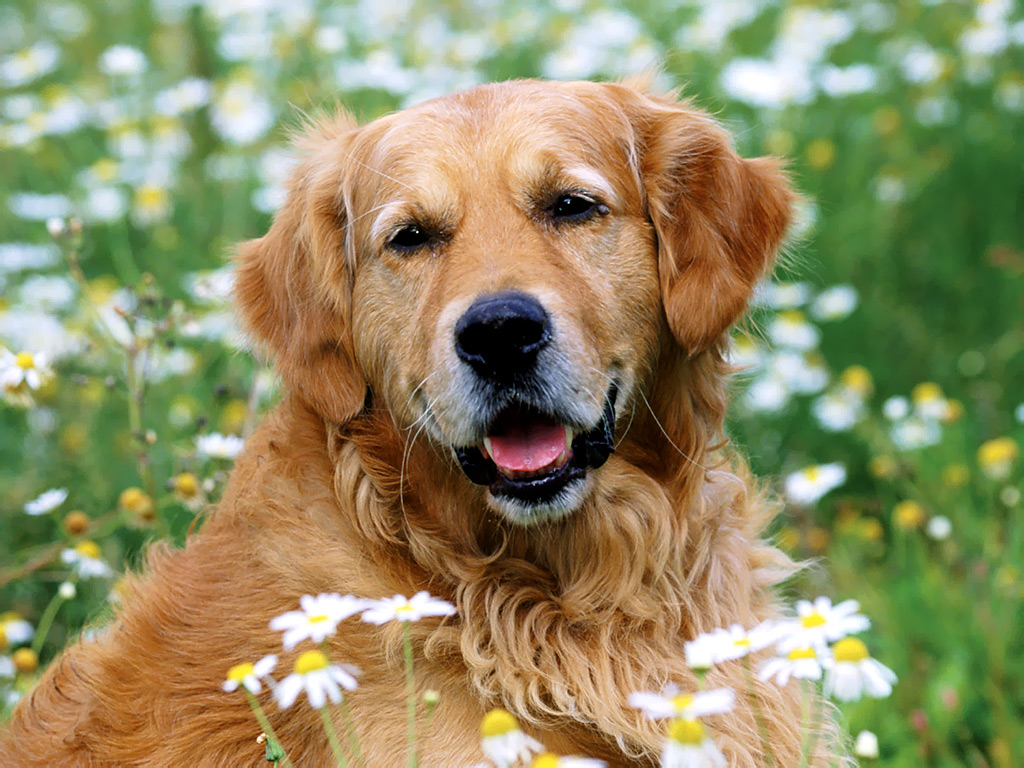 Golden Retriever dog in daisies wallpaper