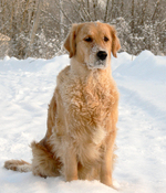 Golden Retriever dog in the snow