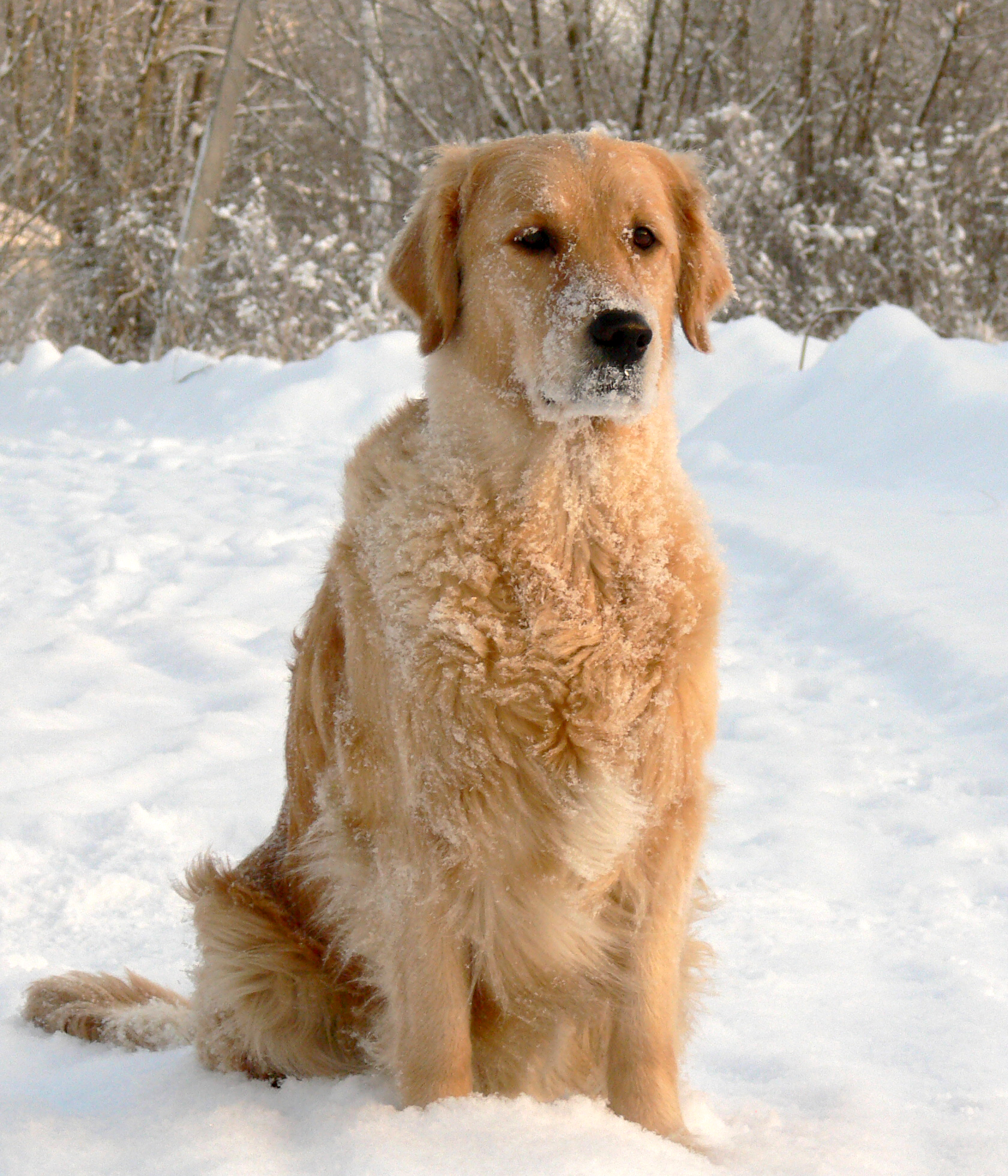 Golden Retriever dog in the snow wallpaper