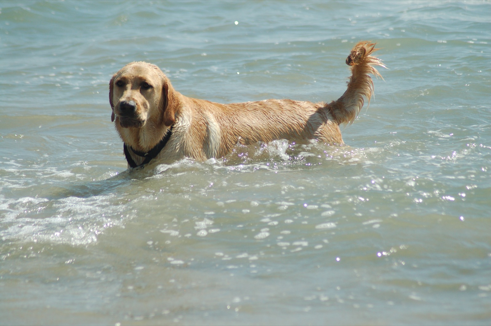 Golden Retriever dog in water wallpaper