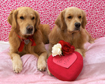 Golden Retriever dogs and heart