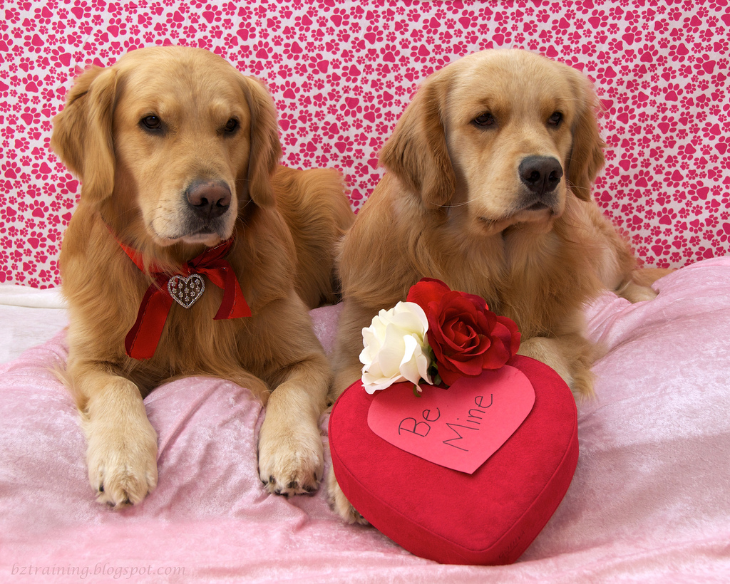 Golden Retriever dogs and heart фото