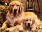 Golden Retriever family portrait