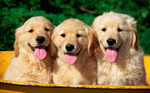 Golden Retriever puppies in the basket