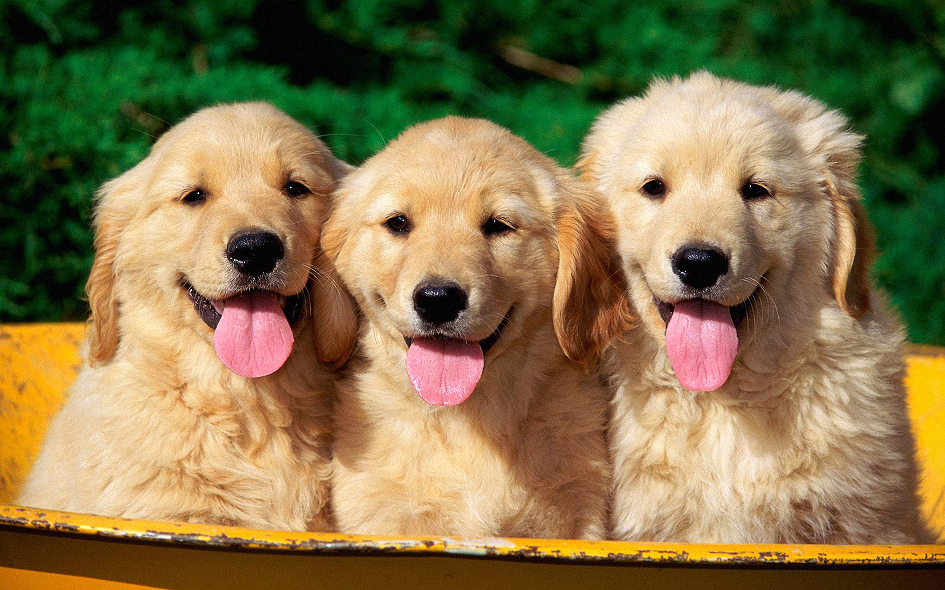 Golden Retriever puppies in the basket wallpaper
