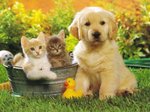 Golden Retriever puppy and kittens