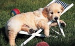 Golden Retriever puppy in chaise-longue