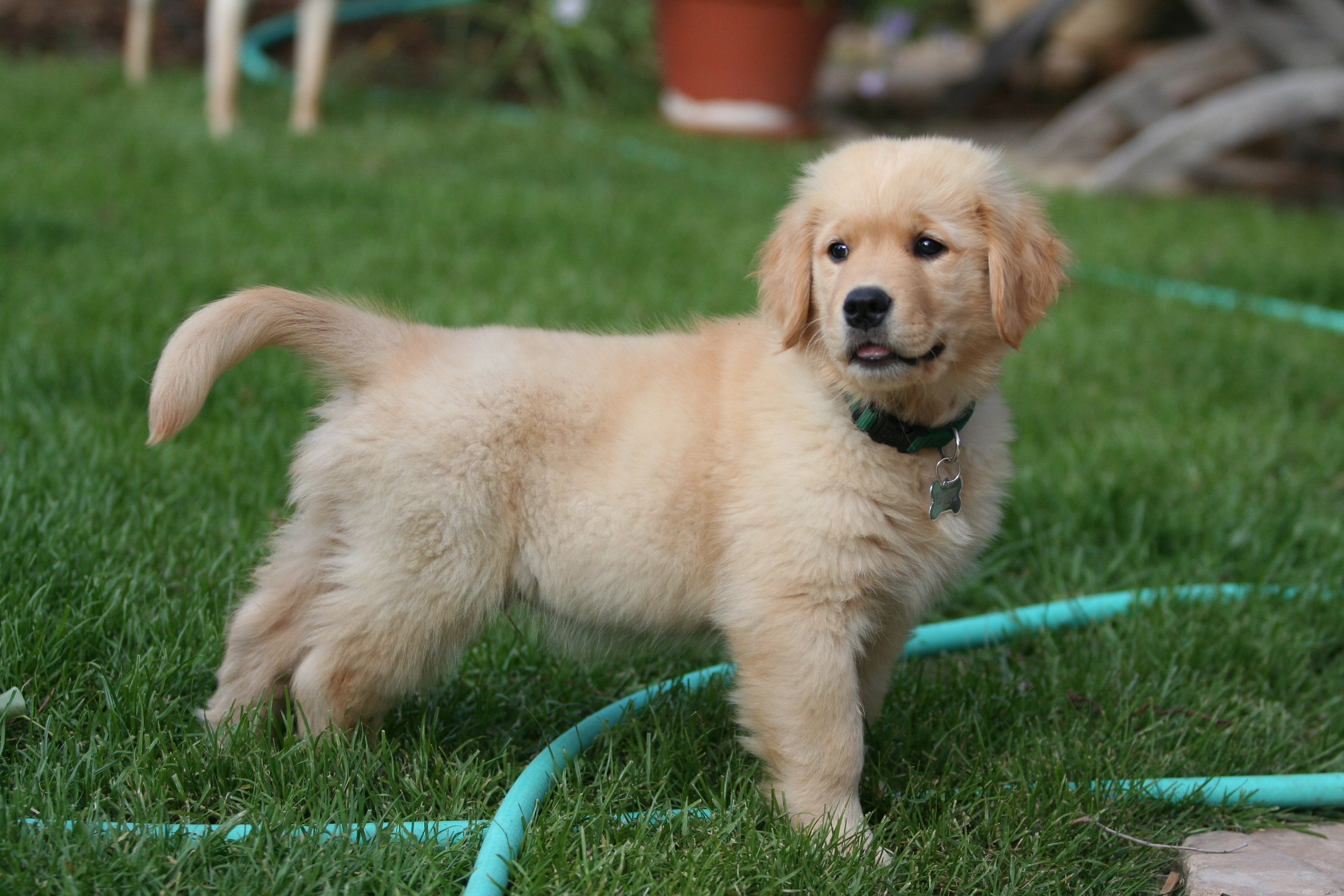 Golden Retriever puppy on the grass photo and wallpaper. Beautiful