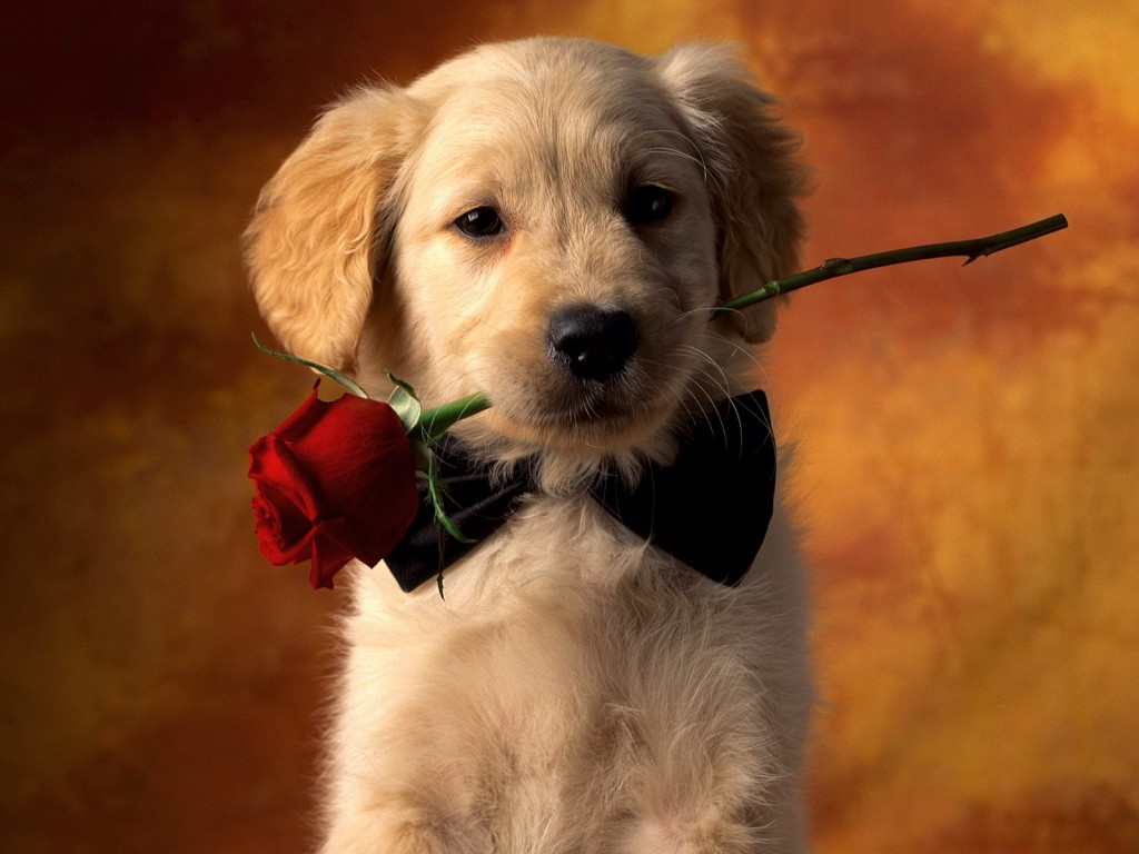 Golden Retriever puppy with rose фото