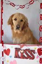 Golden Retriever Valentine