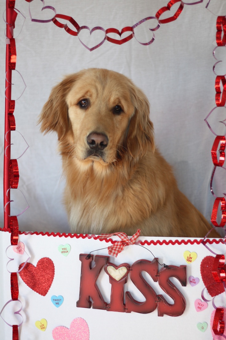 Golden Retriever Valentine фото