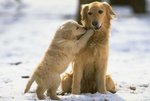 Golden Retriever with puppy