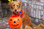 Golden Retriever with treat basket