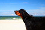 Gordon Setter dog and the ocean