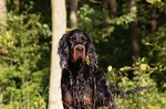 Gordon Setter dog in the forest